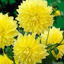 Dahlia - Yellow